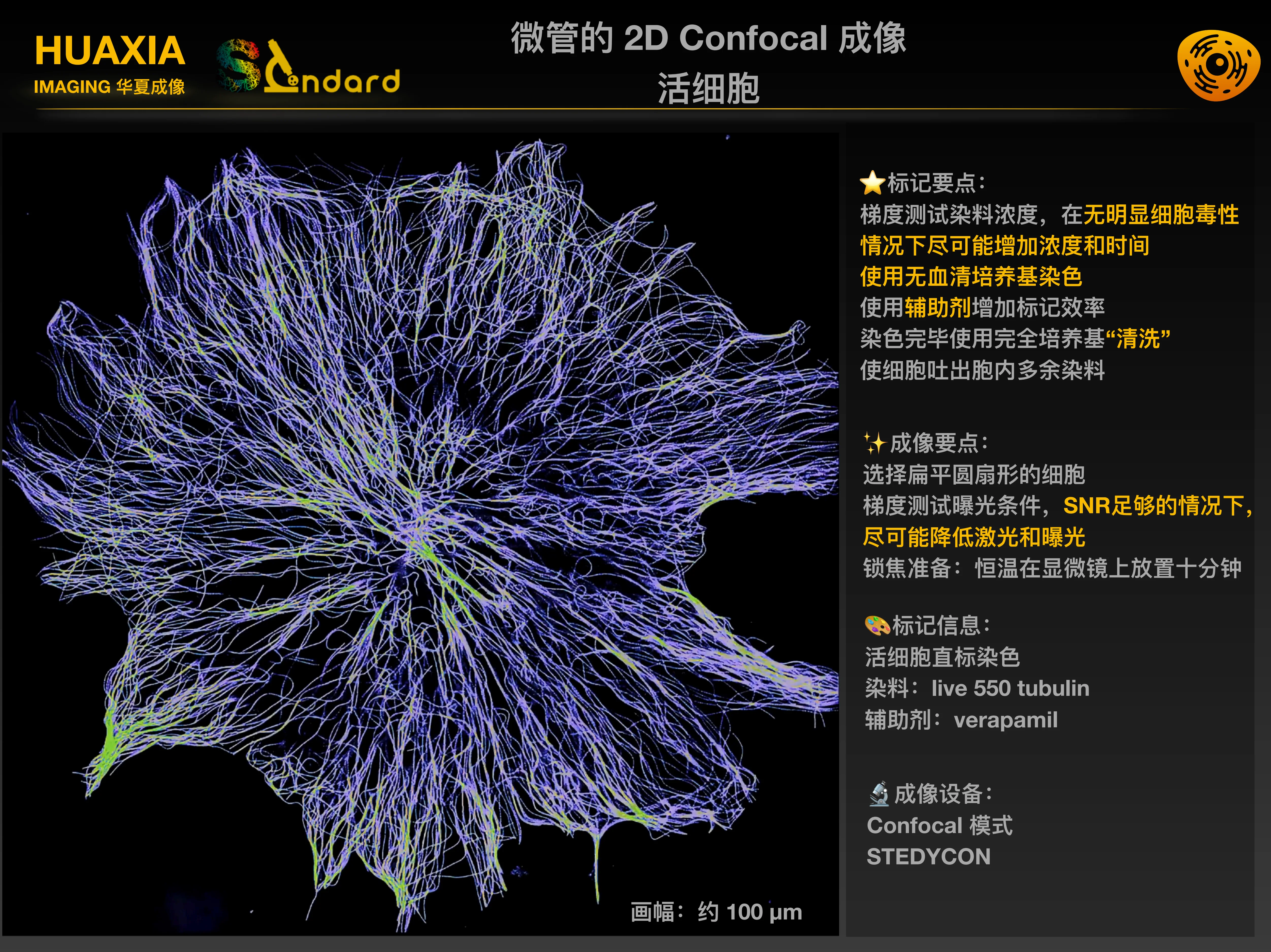 微管 2D Confocal 活细胞成像 高保真大图