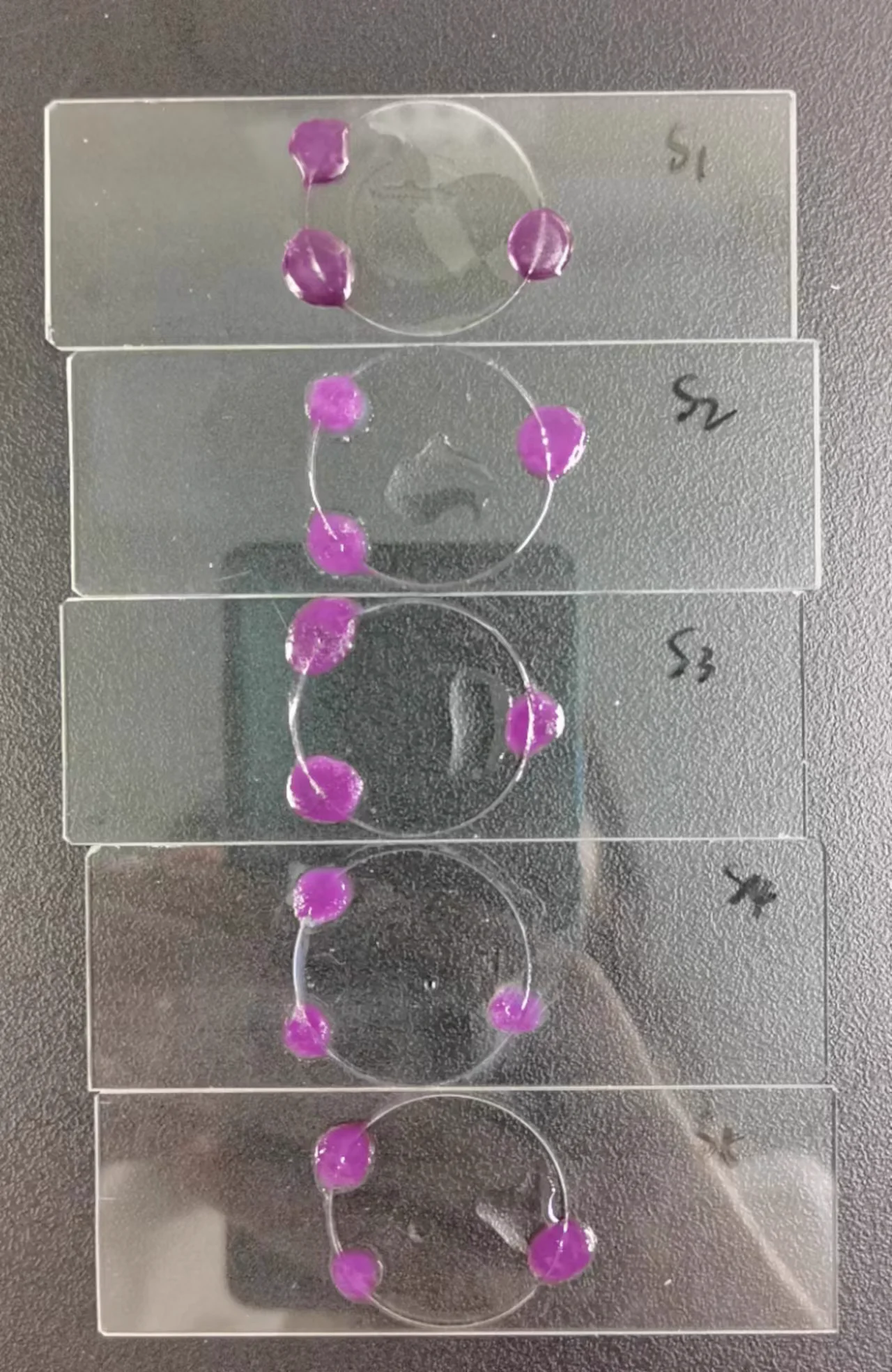 细胞
