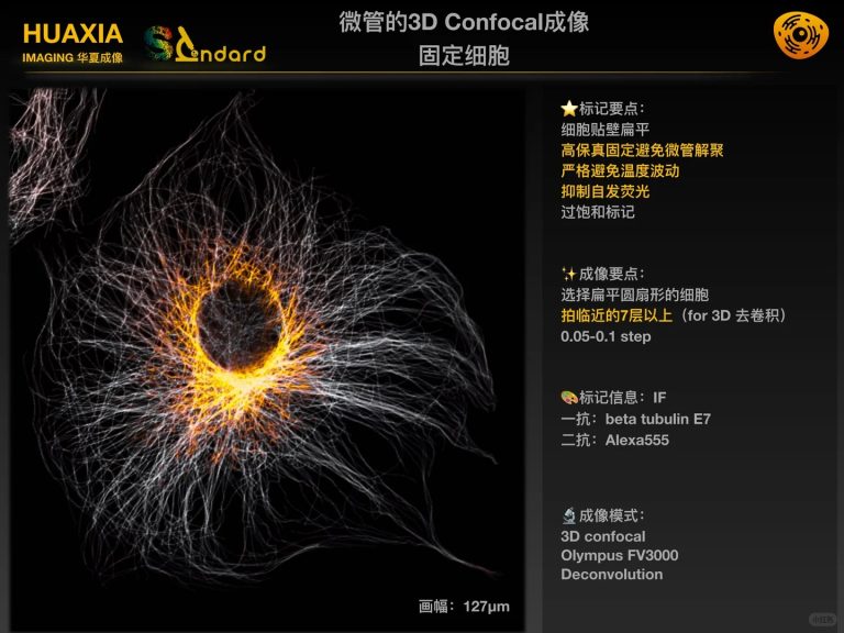 HIAL 直播一期 Confocal细胞微管3D成像_1_AmberHao_来自小红书网页版