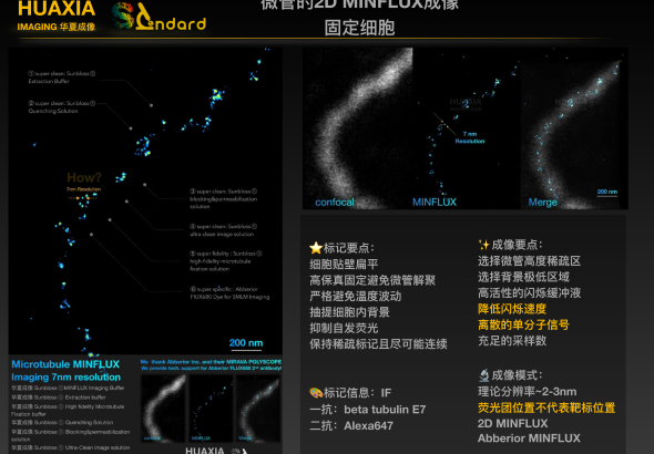 案例06 高保真超分辨级样本-细胞微管的2D MINFLUX成像 参考图片